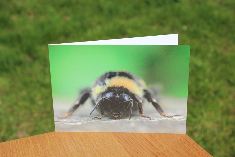 Animal greeting cards mix and match, featuring original wildlife photography image 2