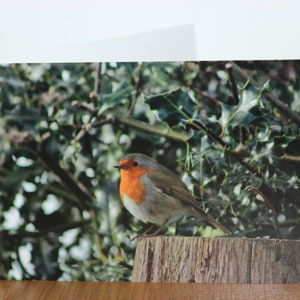 Animal greeting cards mix and match, featuring original wildlife photography image 7