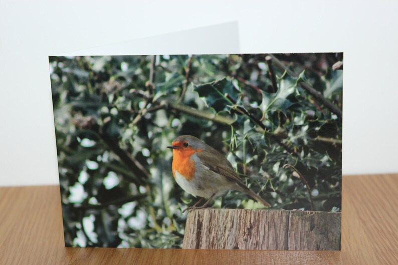 Animal greeting cards mix and match, featuring original wildlife photography image 7