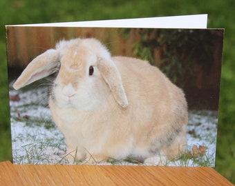 Rabbit photo greeting card. 40% of all profits donated to local rabbit rescue centre