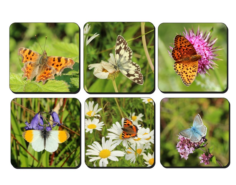 British butterfly photo coasters image 1
