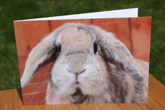 rabbit rehoming centre near me