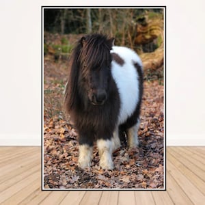 Shetland Pony print featuring original photo taken in the New Forest. Various sizes and finishes available