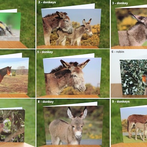 Animal greeting cards mix and match, featuring original wildlife photography image 1