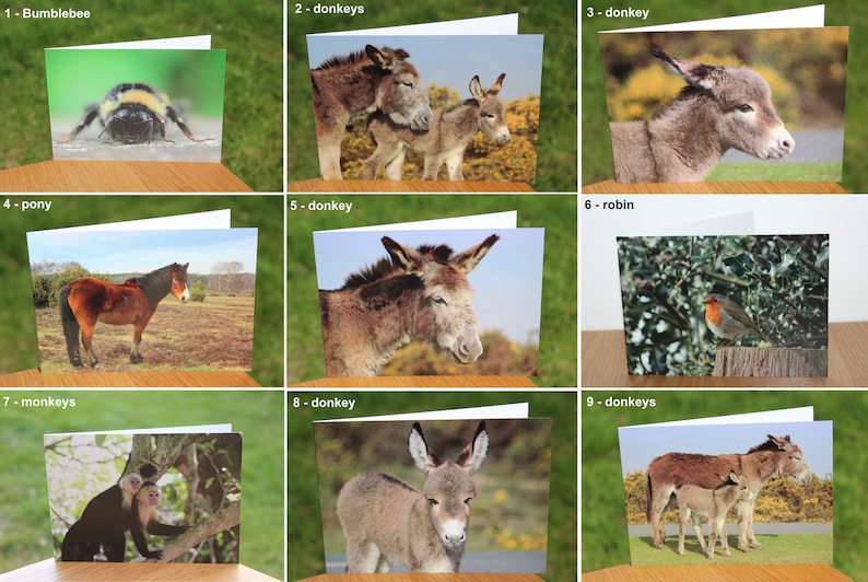 Animal greeting cards mix and match, featuring original wildlife photography image 1