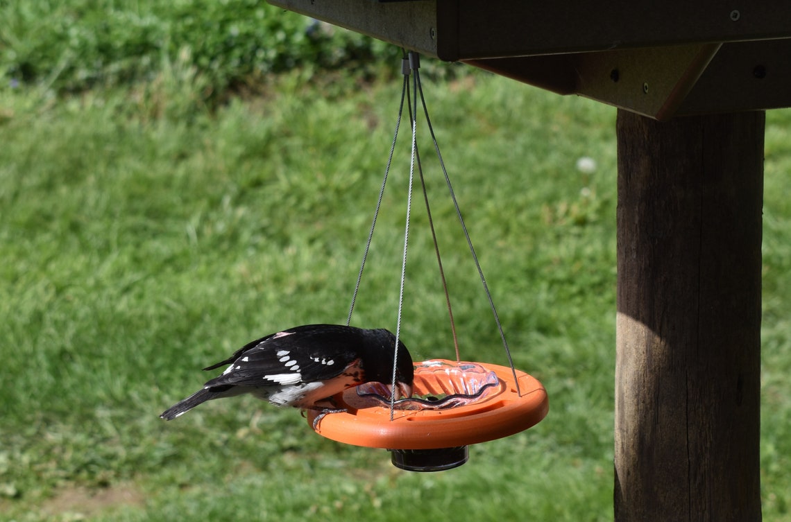 Orange Jelly Bird Feeder For Baltimore Orioles - 6 Inch Hanging Feeder By Cauff