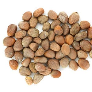 Florida organically grown miracle plant, plant berry, and red berry seeds