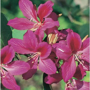 Florida organically grown Chinese Orchid Tree seeds