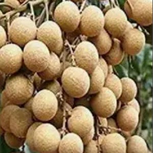 Florida organically grown Longan Berry seeds