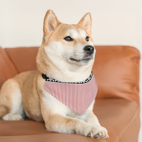 Pirate dog collar hotsell