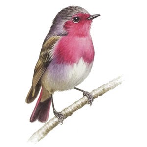 Original Bird Watercolor Painting: Handmade Garden Bird Wall Art