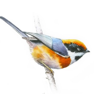 Pintura en acuarela de un herrerillo común: arte realista de aves, 25 x 18 cm
