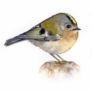 Goldcrest Bird Painting: Original Watercolor Wall Art