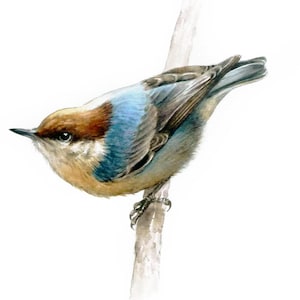 Bird Painting, ORIGINAL watercolor, Bird Drawing, Songbird Art, Gift for Bird Lovers, Cute Bird Art, Bird illustration, Handmade Gift