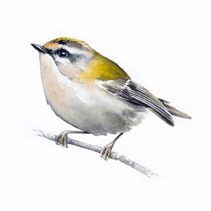Watercolor Painting Birds, ORIGINAL Watercolor, Bird Wall Art, Bird Lowers Gift, Bird on branch