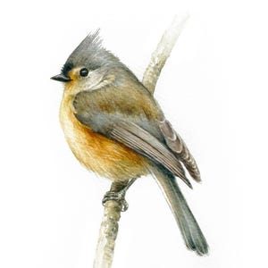 Tufted Titmouse Watercolor Painting: Original Bird Art, Hand-drawn
