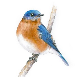 Eastern Bluebird Painting, Original Watercolor Artwork, Bird Drawing, Songbird Art, Gift for Bird Lovers, Cute Bird Art, Bird Illustration