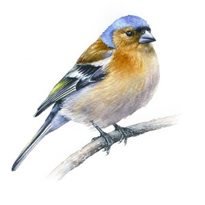 Vink schilderij, originele aquarel, vogeltekening, zangvogelkunst, cadeau voor vogelliefhebbers, schattige vogelkunst, vogelillustratie, handgemaakt cadeau