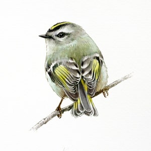 Re incoronato dorato, dipinto ad acquerello originale di un uccello, opere d’arte di uccelli, decorazione da parete, ornitologia, regalo per gli amanti degli uccelli