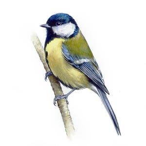 Cinciallegra, dipinto ad acquerello ORIGINALE di un uccello, opere d'arte di uccelli, decorazione da parete, regalo fatto a mano, uccello da giardino, vintage, ispirato alla natura