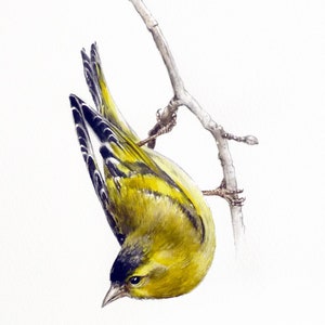 Pintura de acuarela de jilguero euroasiático: arte original de aves de jardín (18 x 25 cm)
