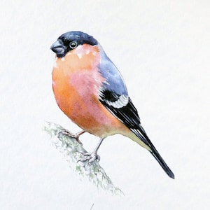 Dompfaff Aquarellmalerei: Originale Vogelkunst (25,5 / 18,2 cm)
