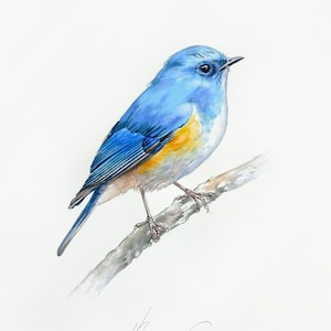 Original Watercolor Painting of a Bird, Bird Artworks, Wall Decor
