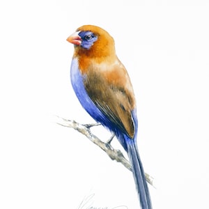 Pintura original de acuarela de aves: Arte colorido de aves de jardín (25/18 cm)