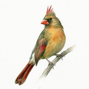 Northern Cardinal Painting, Watercolor Painting Bird, ORIGINAL Artwork, Garden Birds Art, Bird Wall Art, Bird Lovers Gift, Bird on Branch
