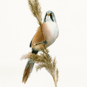 Könnte beinhalten: Aquarellmalerei eines braunen, weißen und blauen Vogels, der auf einem getrockneten braunen Schilf sitzt. Der Vogel hat einen langen Schwanz und einen kleinen, spitzen Schnabel. Das Gemälde ist unten rechts mit "Boneva" signiert.