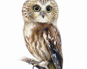Saw-whet Owl Watercolor Painting: Limited Edition Fine Art Print