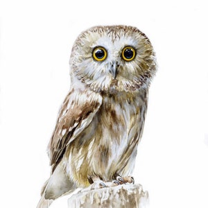 Saw-whet Owl Watercolor Print: Signed Limited Edition Nature Art