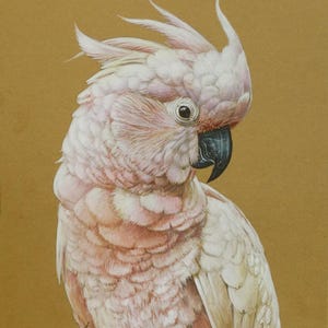 Pintura de papagaio, Obra de arte original, Técnica mista - Aquarela, Têmpera e lápis de cor, Arte de parede de pássaros