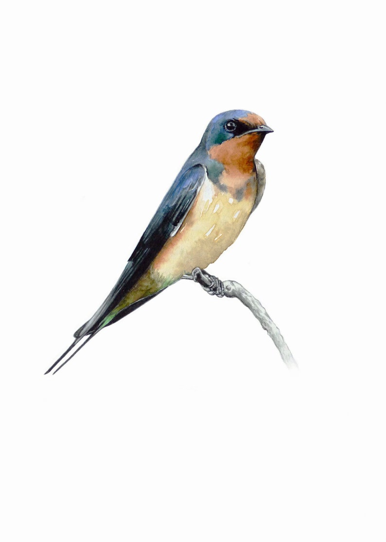Bird Lovers Gift Ornithology Wall decor Collection Home Decoration Nature Art Watercolor Painting Fine Art Print Barn Swallow Birds