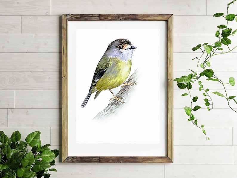 Wall decor Watercolor Painting Birds ORIGINAL Watercolor Eastern yellow robin Bird Art