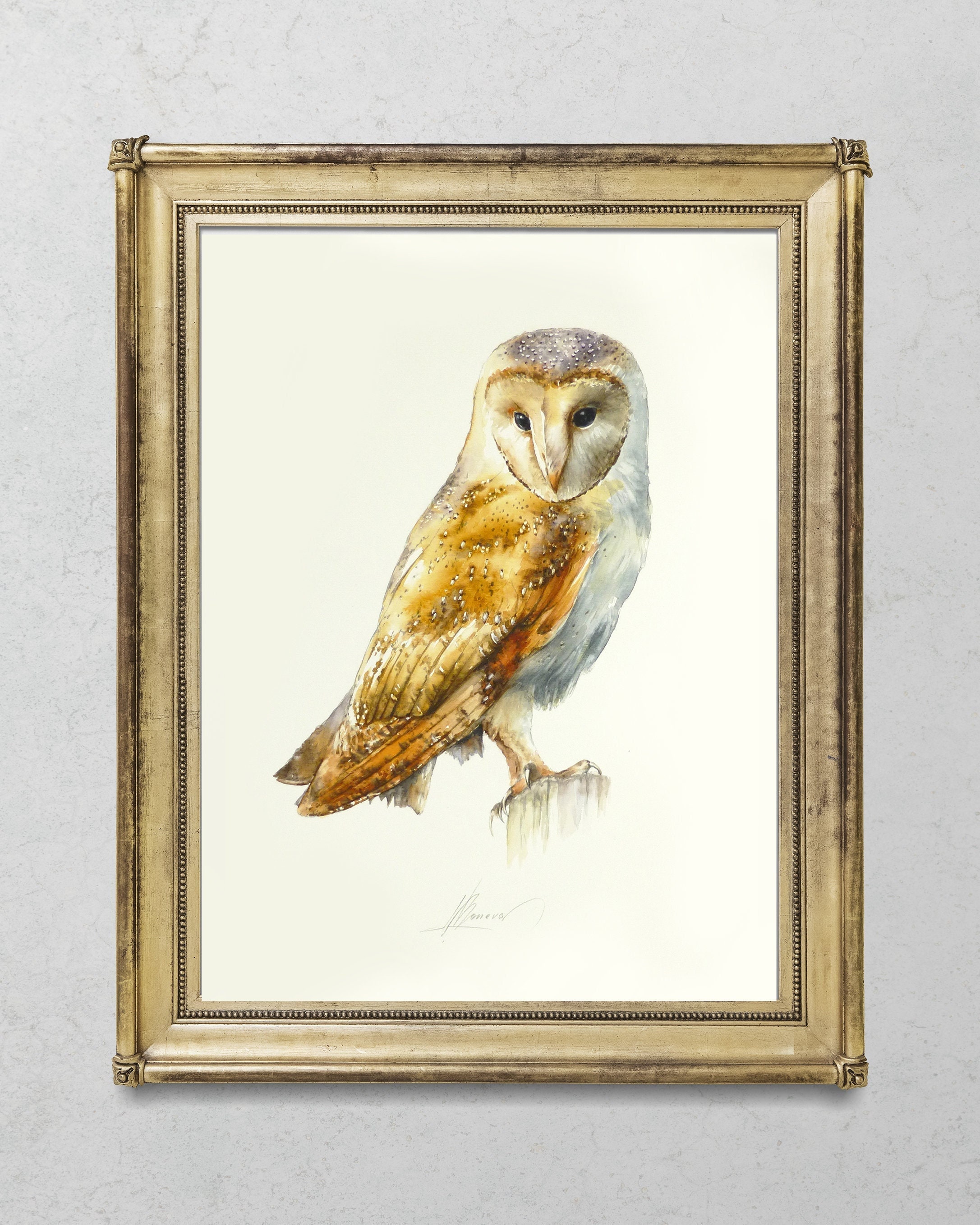 Barn Owl Painting, ORIGINAL Watercolor, Bird Art, Wall decor, Ornithology, Bird Lovers Gift