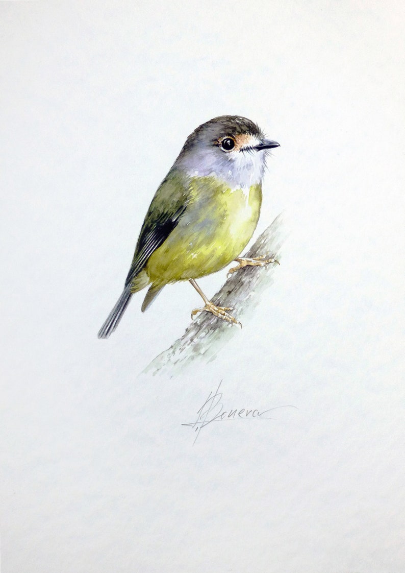 Wall decor Watercolor Painting Birds ORIGINAL Watercolor Eastern yellow robin Bird Art