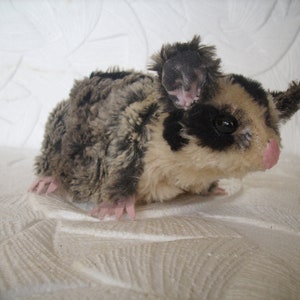 Plush Sugar glider