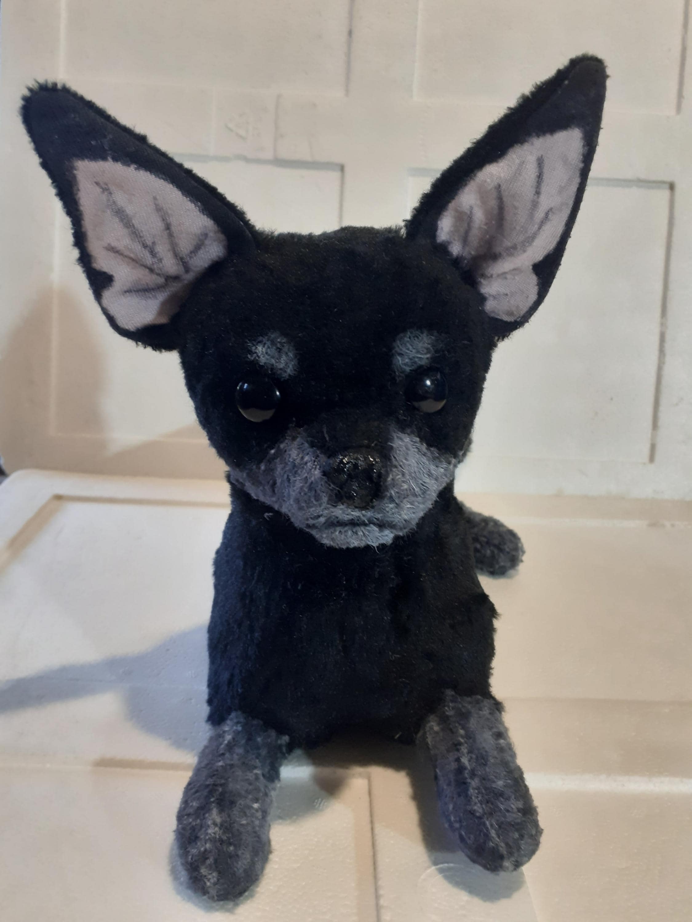 Toy black chihuahua España