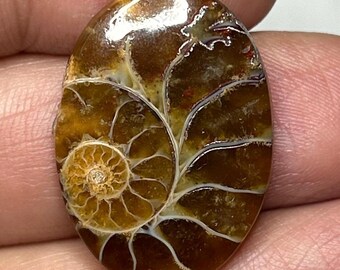 アリゾナ産ターコイズインレイアンモナイト化石 24x21x5 MM、18.40