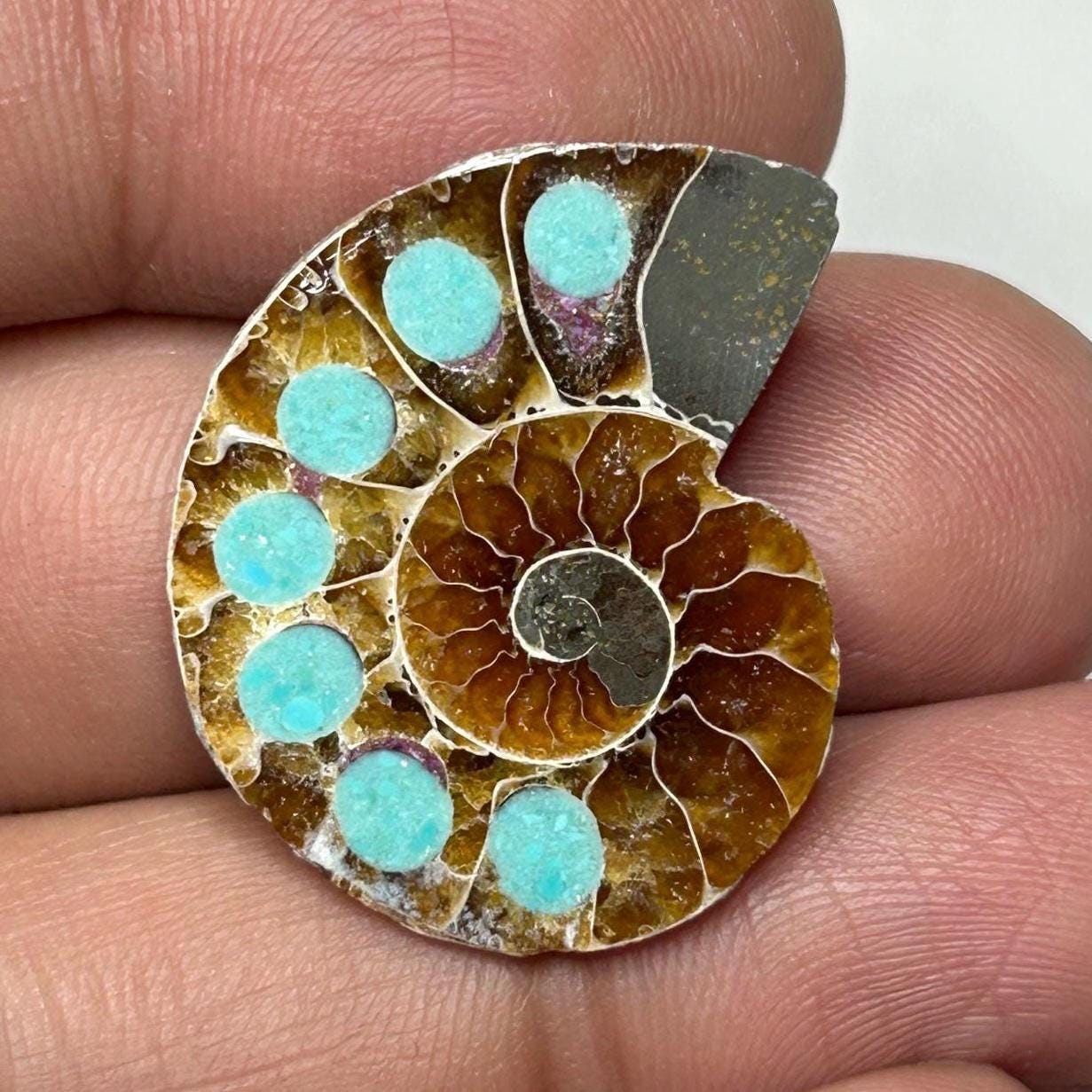 アリゾナ産ターコイズインレイアンモナイト化石 25x21x5 MM、18.35