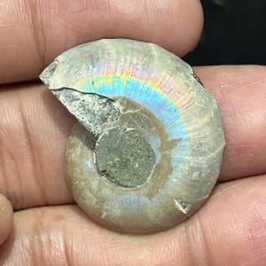 May include: A fossilized ammonite shell with iridescent rainbow colors. The shell is a spiral shape, with a broken edge revealing the internal structure. The fossil has a light gray and green color.