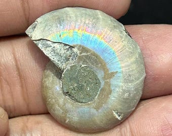 アリゾナ産ターコイズインレイアンモナイト化石 24x21x5 MM、18.40