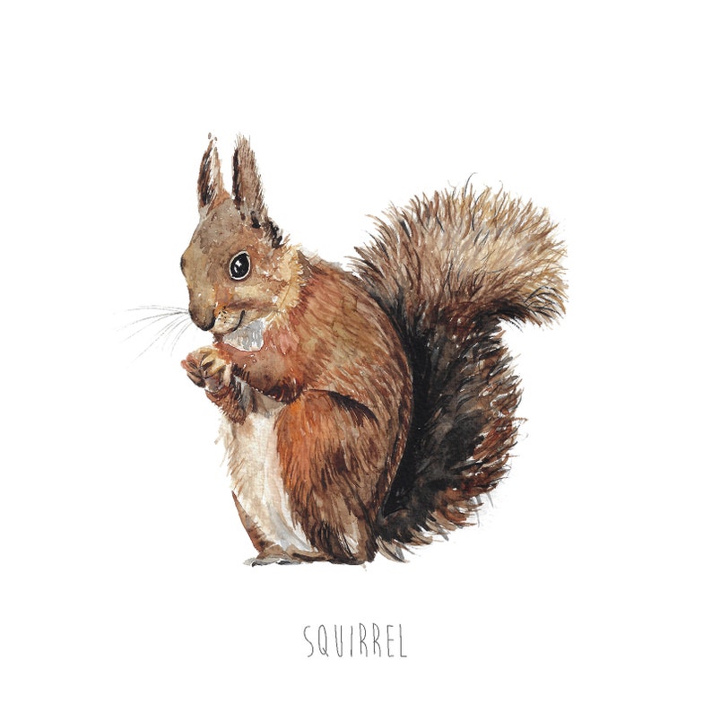 Painted Squirrel Watercolour Art Print image 3