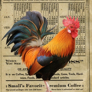 32_Sassy Rooster Vertical, Deborah Bucher Designs, Carta velina per decoupage, Carta velina decorativa per decoupage, Carta velina per decoupage in stile fattoria