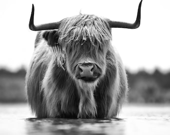 29_Scottish Highlander Cow Decoupage Tissue, Deborah Bucher Designs, Decoupage Tissue, 20.25" x 29.25', 18 lb Highland cow,Country décor