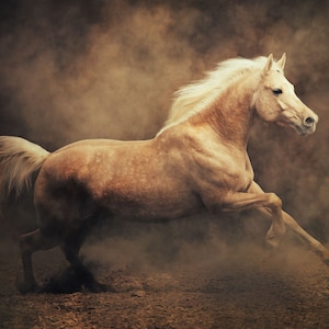 34_Tessuto per decoupage a forma di cavallo Palomino - Deborah Bucher Designs, Palomino, Cavallo, Occidentale, Sud-occidentale, Tessuto per decoupage, 20,25 x 29,25 pollici, 18 libbre,