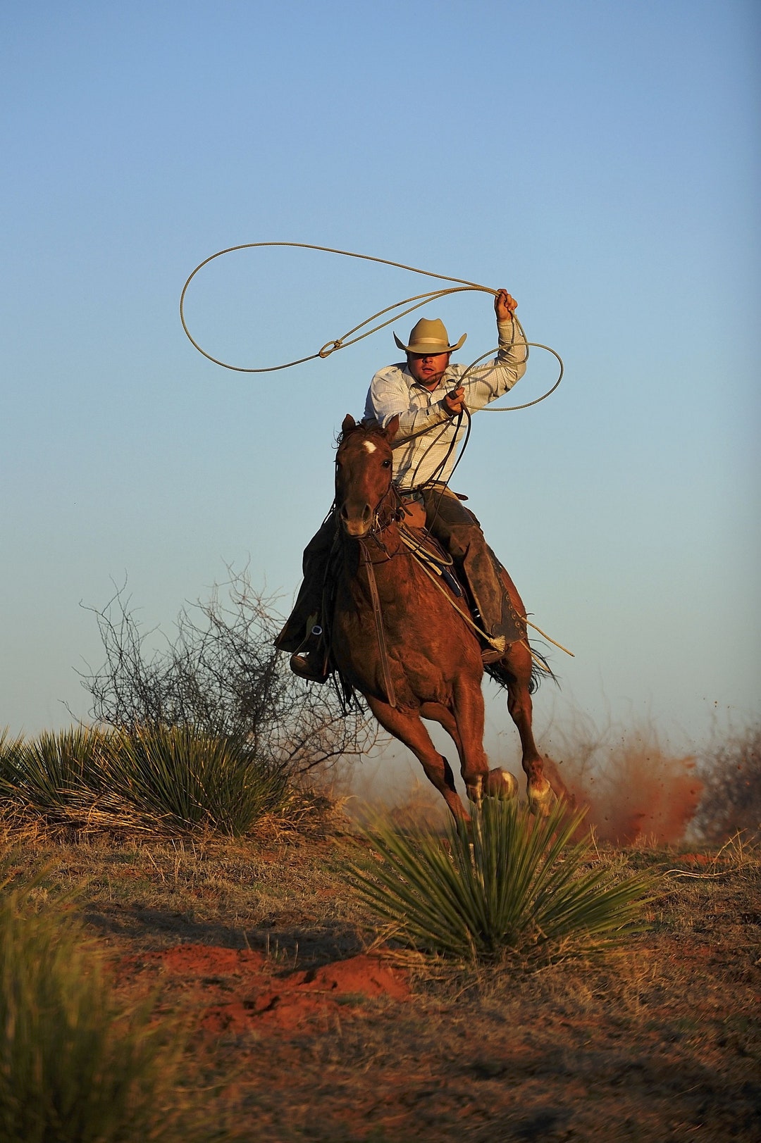 46_cowboy Roper Decoupage Tissue, Deborah Bucher Designs,cowboy,horses ...
