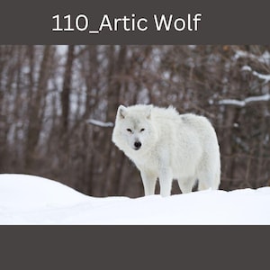 May include: A white Arctic wolf stands in a snowy landscape with a blurred background of trees. The wolf is looking directly at the camera.