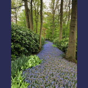 Keukenhof Gardens Decoupage Tissue-Deborah Bucher Designs-18lb Tissue, 21.25&quot; x 29.25&quot; Furniture Decoupage Tissue, Floral, Gardens,Amsterdam